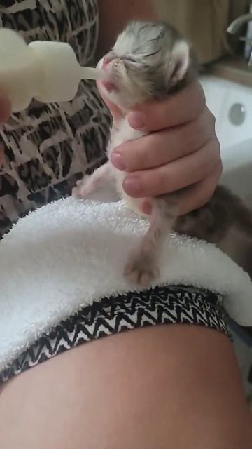 котёнок ест смесь смотреть онлайн