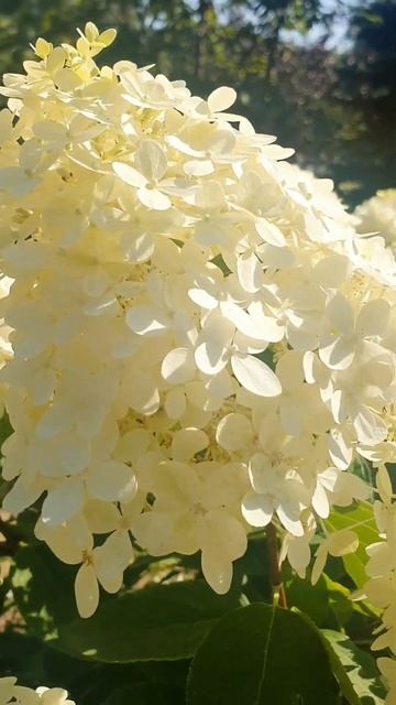 Прекрасные  гортензии в саду. #красноярск #сибирь #shorts смотреть онлайн