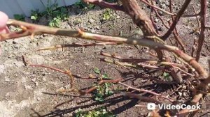Наши 8,4 сотки 🏡Высадила Азию и Эльвиру 🍓Подвесли кашпо с бегониями на веранду.