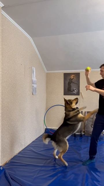 Домашние моменты #фитнес #тренировкидома #тренировки # смотреть онлайн