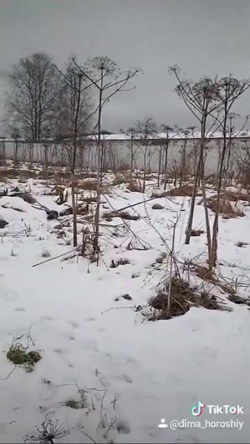 Это борщевик? В Сибири не поймут смотреть онлайн