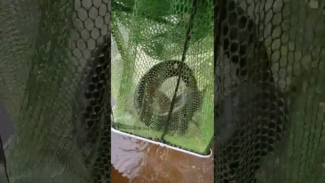 Приехал на Щуку А Попался Усатый!!! #fishing #рыбалканафиде смотреть онлайн