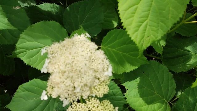 Гортензія деревовидна Hills of snow смотреть онлайн