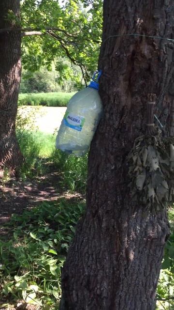 Веник есть, а бани нету. А как же он парился тогда? смотреть онлайн