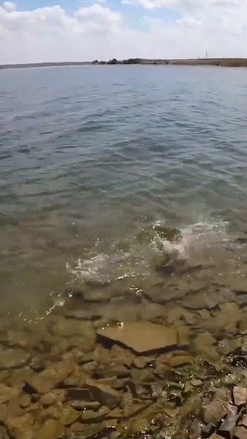 Сазаневич на спиннинг#shorts #рыбалка #сазан #Особенности смотреть онлайн