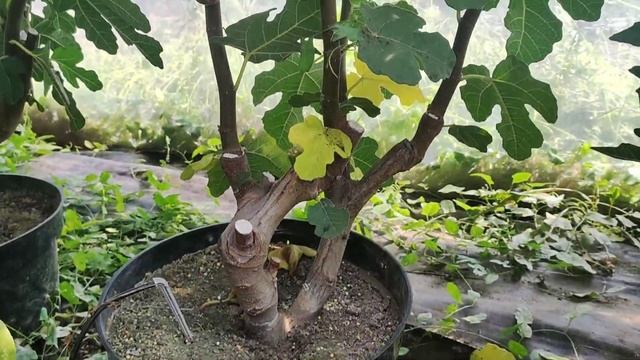 Инжир и хурма в теплице. Выращивание на севере. Figs & persim смотреть онлайн