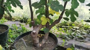 Инжир и хурма в теплице. Выращивание на севере. Figs & persim