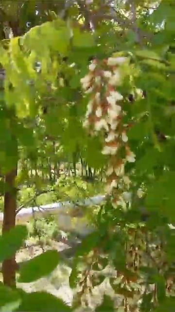 Даже в 70 лет вновь акации цвет моё сердце волнует смотреть онлайн