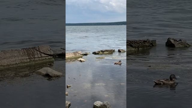 #природа #озеро #екатеринбург #юрашатунов смотреть онлайн