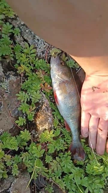 баксик 3" спиннинг на волге #capfishing #рыбалка #caplife #fishing #с? смотреть онлайн