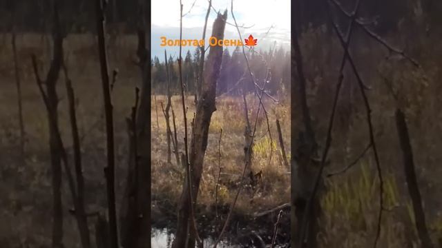 Золотая Осень 2024 год . Песня группа Любэ - Река . Музыка? смотреть онлайн