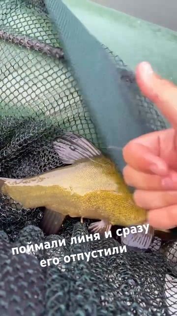 #hiking #природа #рыбалка #удочка #отдых #поплавок #раслабл смотреть онлайн