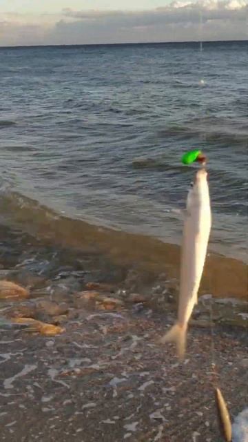 Рыбалка 16 октября 2023 года кефаль сегодня поклевывала смотреть онлайн