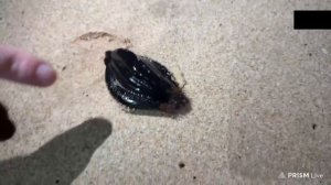 МОРФИ И КОРЯ КУПАЮТСЯ В БАССЕЙНЕ 🥵 ОБЗОР НА ШРИ-ЛАНКУ