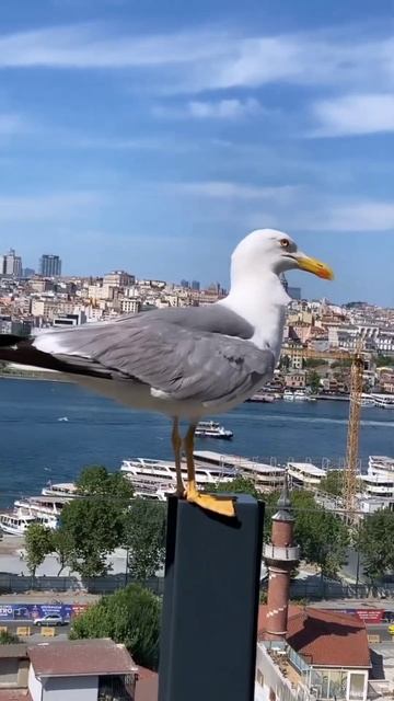 Хорошо быть свободным как птица🐦 Когда можно путешес смотреть онлайн