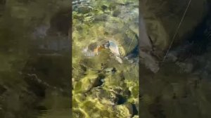 Рыбалка в Туве: охота на хариуса