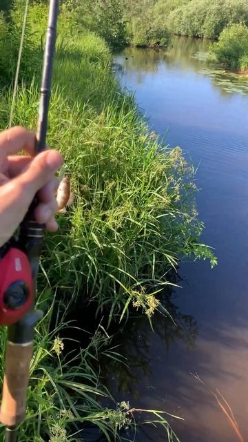 Рыбалка #бандитник #baitcast #abugarciareels #fishing смотреть онлайн