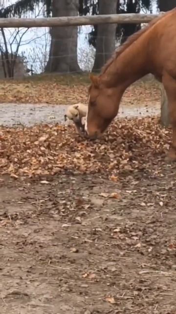 Даже у животных разных пород есть дружба. Людям надо б? смотреть онлайн