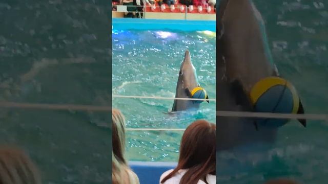 Я ХОЧУ БЫТЬ КАК ВСЕ ЭТИ ДЕЛЬФИНЫ!!!! @Ksenonmusic прийти #ксен? смотреть онлайн