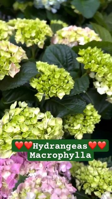 #hydrangea#macrophylla#hortensia#гортензия#garden#гортензія #shorts#アジサイ смотреть онлайн