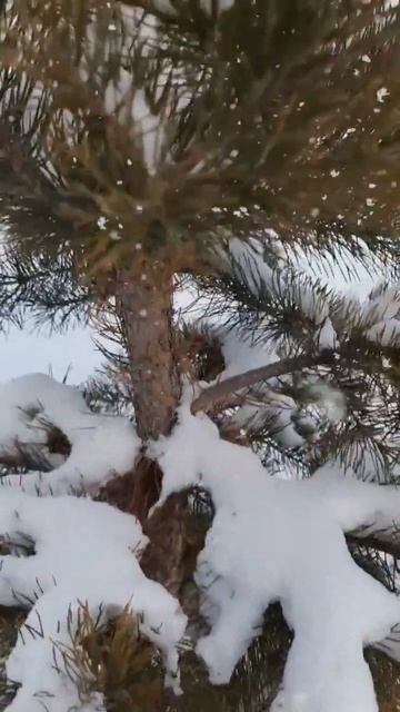 Зима в Сибири смотреть онлайн