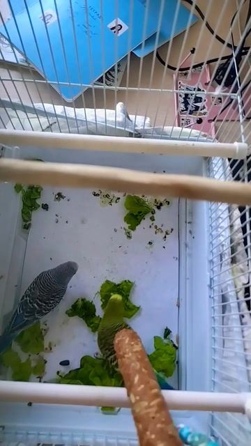 едят листы салата🥬🥗 смотреть онлайн