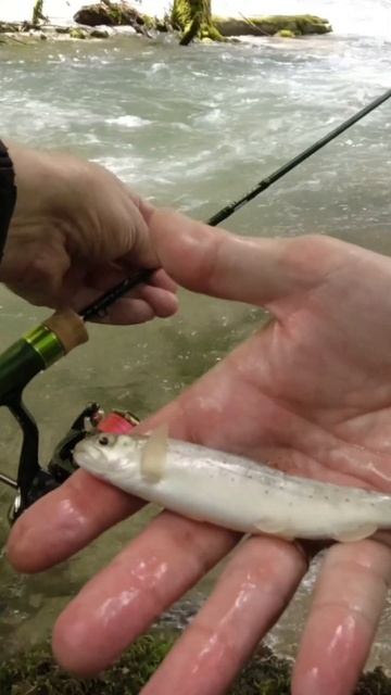 Форель 🔥 пеструшка #форель#рыбалка#спиннинг#рыба#daiwa#t смотреть онлайн