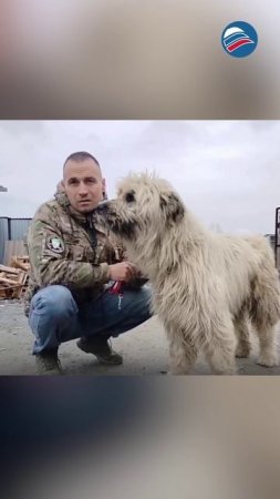 Возвращение домой: хабаровчанин нашел собаку, потерянную полтора года назад