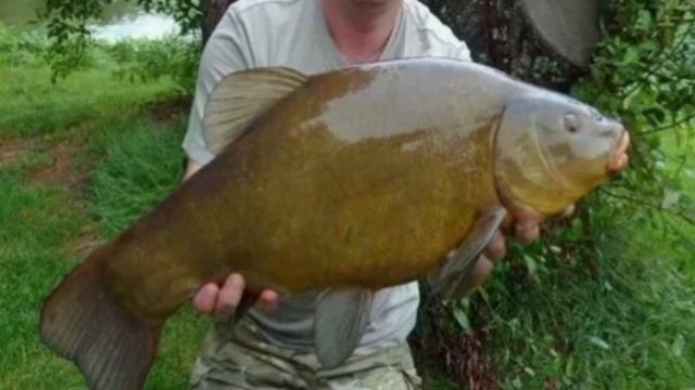 Где ловить линя весной? На что клюёт линь ранней весно? смотреть онлайн