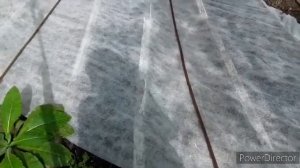 Пришло время посевов сидератов под зиму: ФАЦЕЛИЯ.