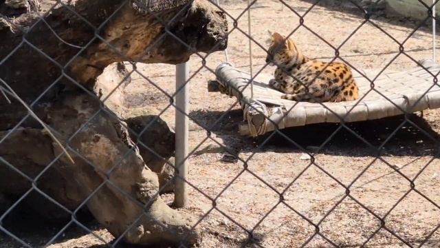 Сафари парк. Геленджик. 2025 г. смотреть онлайн