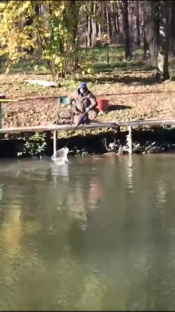 Крупная. Форель. Ольгово. смотреть онлайн