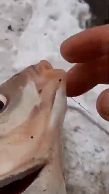 Подлещик на зимний фидер . #shorts #зимнийфидер #подлещик смотреть онлайн