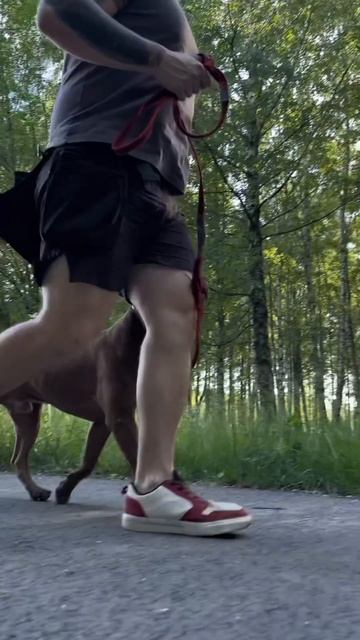 Борцы? #дрессировкасобак #питбультерьер #питбультор смотреть онлайн