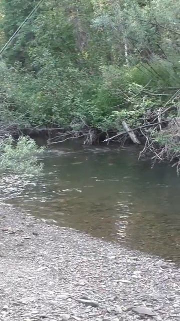 1737 Удочка Поплавок Рыбалка Кусты Тайга иииразум рыба