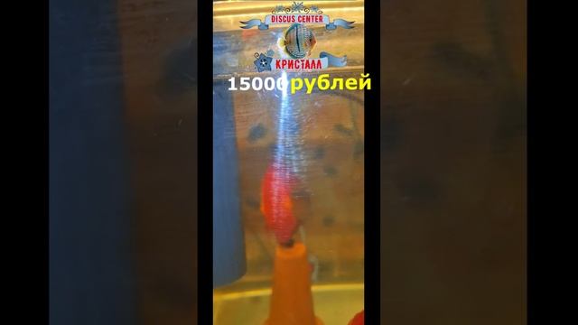 Красный дискус. Кристалл Россия!