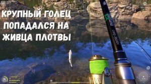 РР4 / Палия и голец / ловля на живца / Куори