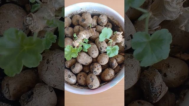 НАДО ЛИ БЫЛО ОБРЕЗАТЬ ПЕЛАРГОНИЮ И ЧТО ОНА ВЫДАЛА ПОСЛ смотреть онлайн