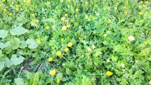 Весенний вечер и приятная мелодия, сопровождаемая игрой на гитаре