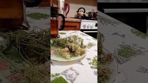 Целебные свойства белоголовника