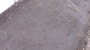 Цветные, брокколи, кольраби и другие капусты в грунте всходили неделю.