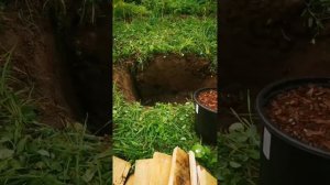 Как посадить голубику в августе! Подмосковье