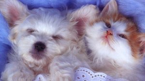Самые смешные и удивительные  котики и собачки | Милые животные |  Смешное видео