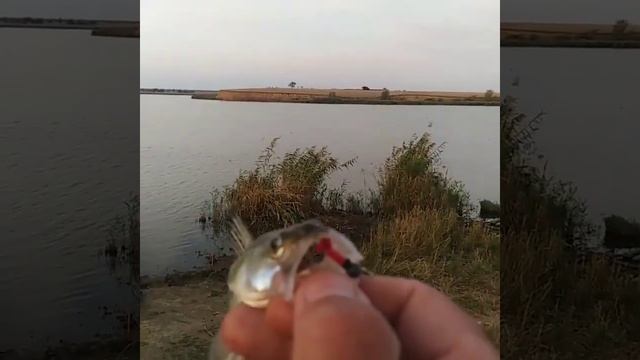 МАНЫЧ . Залив восточный . ловил на мормышенг ...