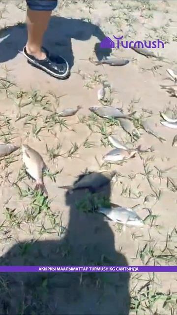 Осенний лов леща на Ала-Арчинском водохранилище смотреть онлайн