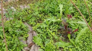 Для ленивых садоводов и розоманов