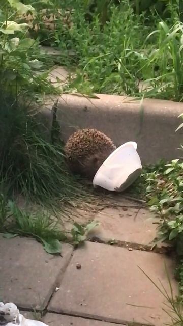 Ёжик ест кошачий корм #ёжик #животные #еда #милота смотреть онлайн