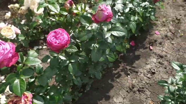 РОМИНА (Romina, Nostalgie-Edelrose Romina), Tantau Германия, 2015 г. Чайно-гибридные (Hybrid Tea) смотреть онлайн