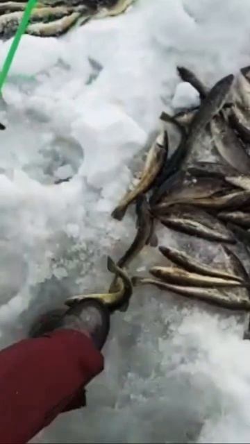 🦈🦈🦈#Сахалин#рыбалка🦈🦈🦈 смотреть онлайн