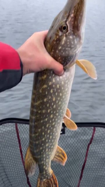 Скинь тому кто тоже ждёт 🎣🔥#рыбалка #нарыбалке #нары? смотреть онлайн